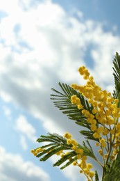 Photo of Beautiful branch with mimosa flowers against blue sky, space for text