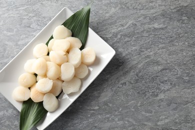 Photo of Fresh raw scallops on grey table, top view. Space for text