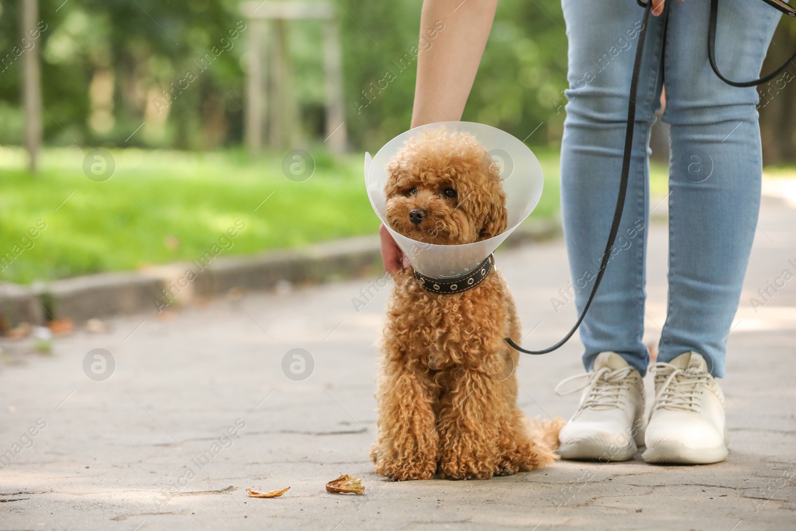 Photo of Woman with her cute Maltipoo dog in Elizabethan collar outdoors, closeup. Space for text