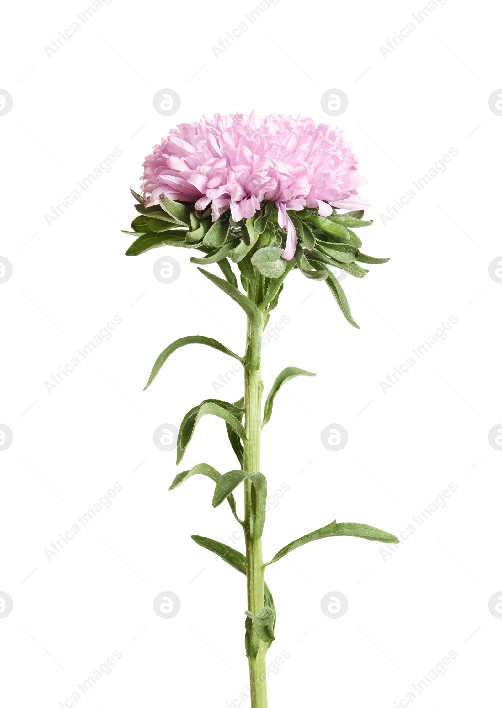 Photo of Beautiful bright aster flower on white background