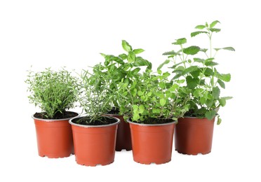 Photo of Different aromatic potted herbs on white background