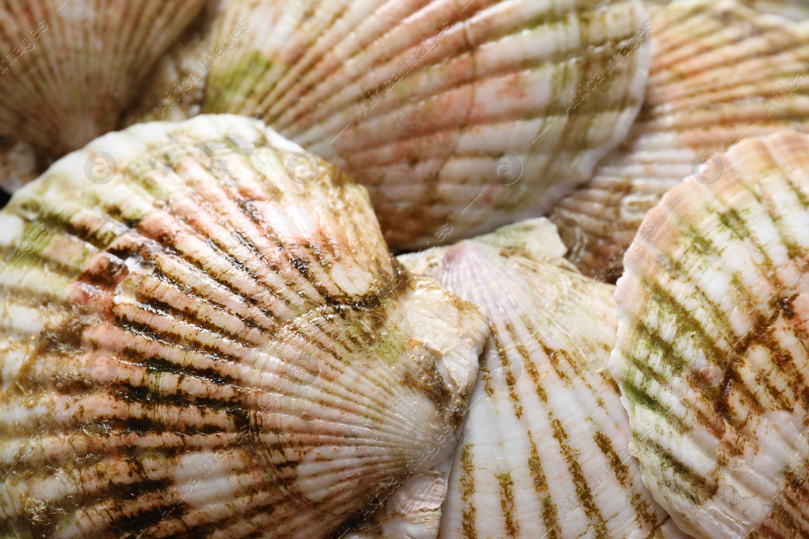 Photo of Fresh raw scallops in shells as background, closeup