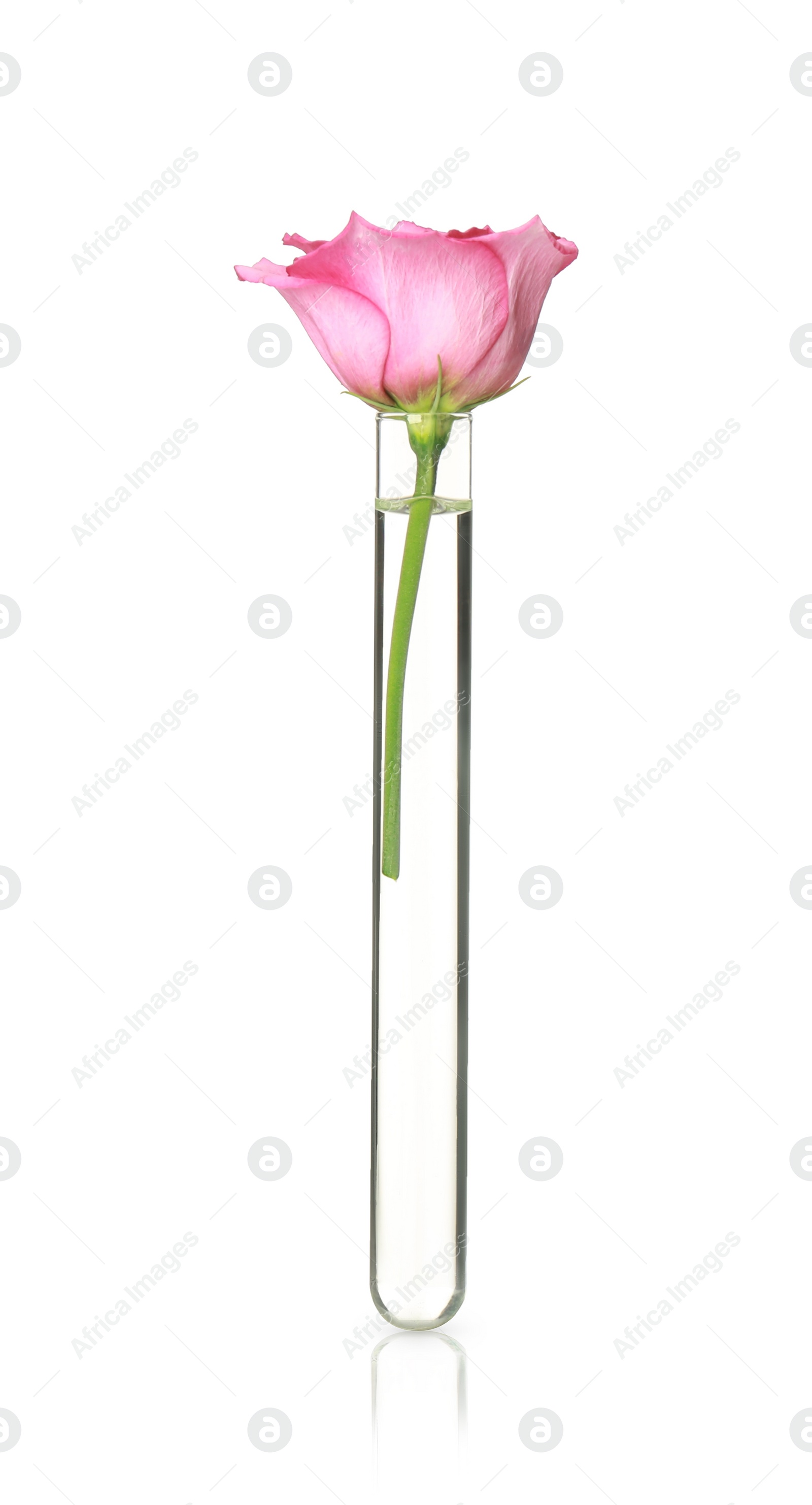 Photo of Beautiful eustoma flower in test tube on white background