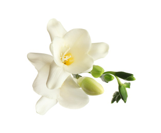 Photo of Beautiful blooming freesias isolated on white, top view