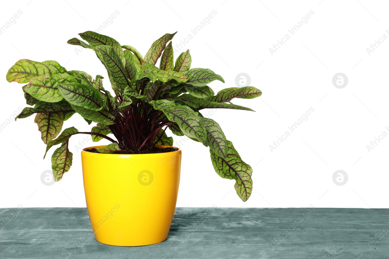 Photo of Sorrel plant in pot on blue wooden table against white background