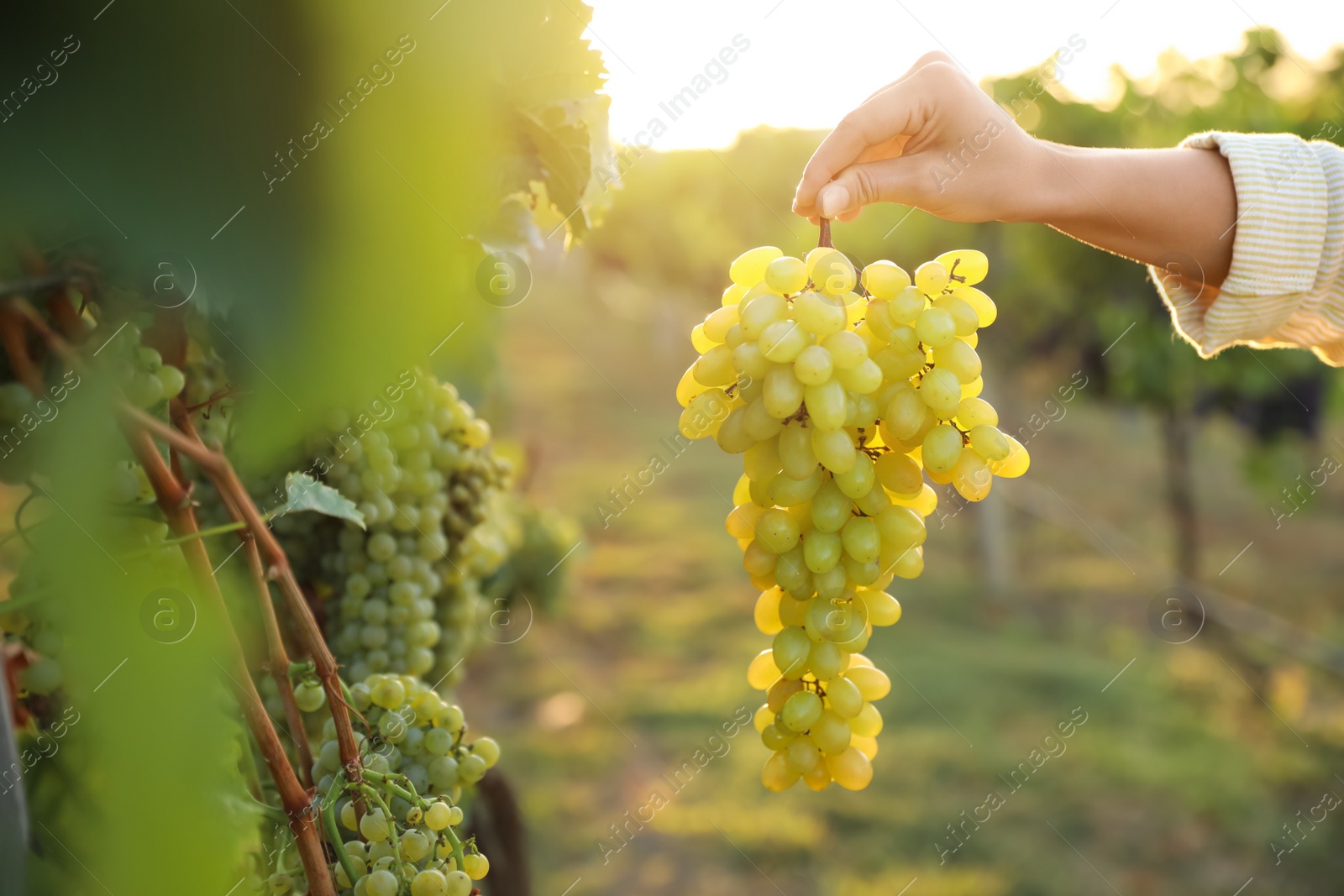 Photo of Woman holding cluster of ripe grapes in vineyard, closeup