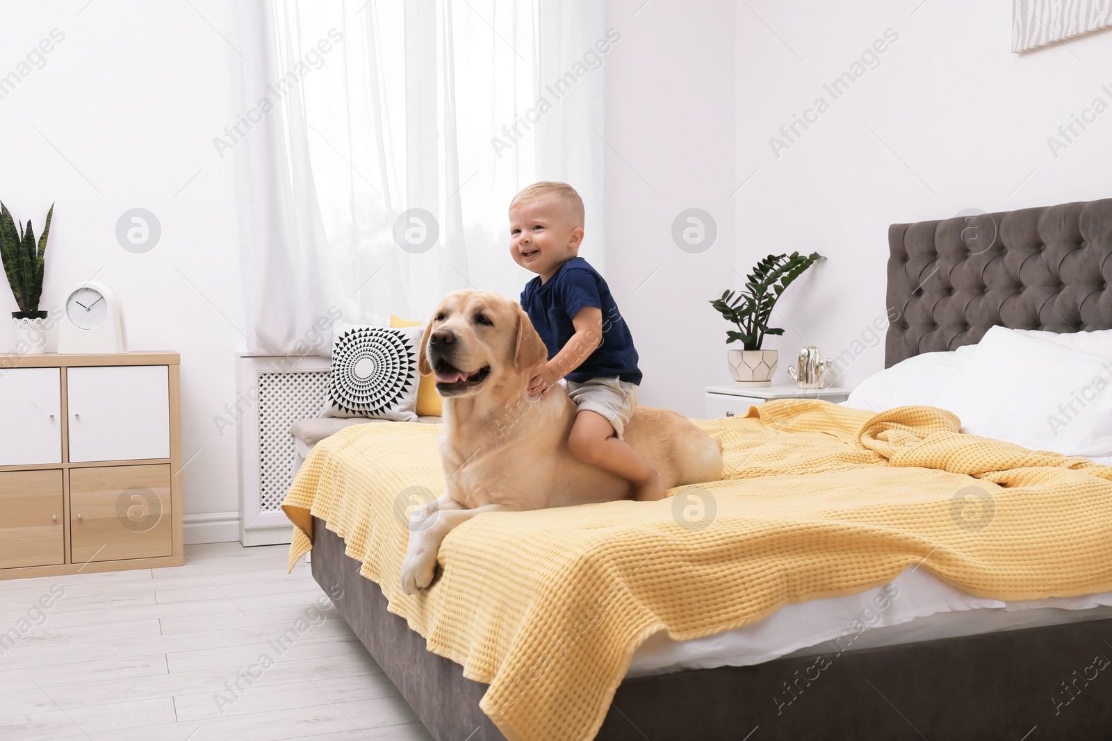 Photo of Adorable yellow labrador retriever and little boy on bed at home