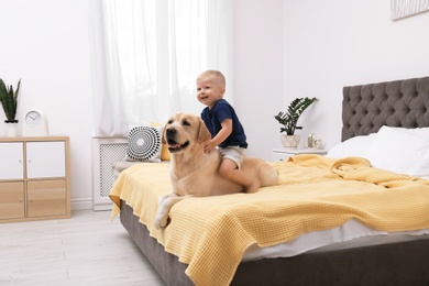 Adorable yellow labrador retriever and little boy on bed at home