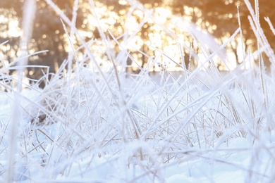 Photo of Dry plants covered with hoarfrost outdoors on winter morning