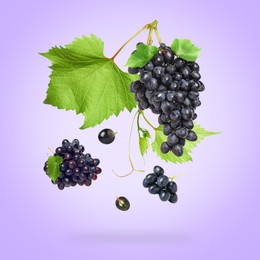 Fresh grapes and vine in air on light violet background