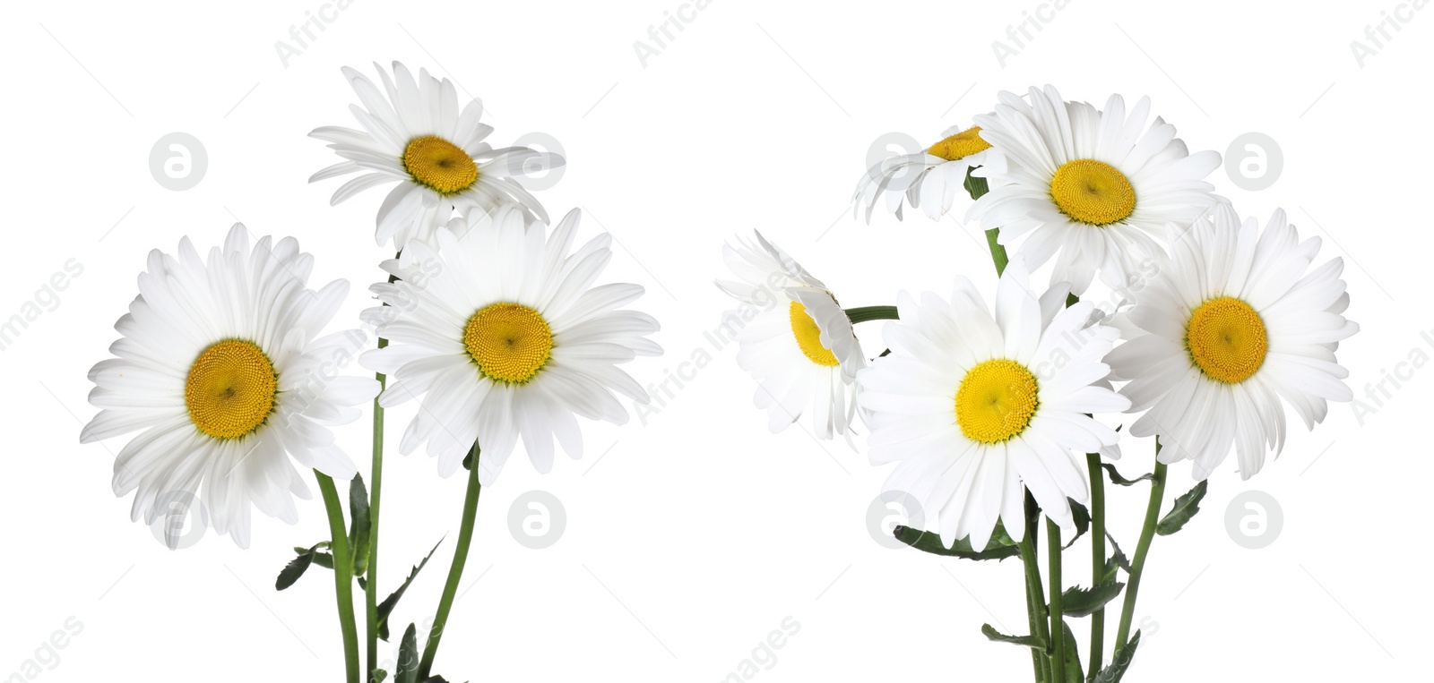 Image of Bunches of beautiful chamomile flowers on white background. Banner design 