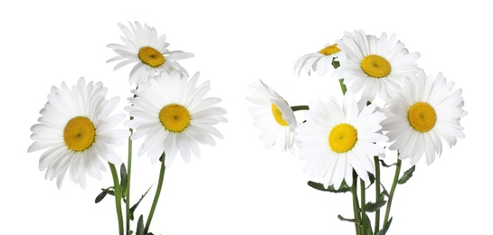 Image of Bunches of beautiful chamomile flowers on white background. Banner design 