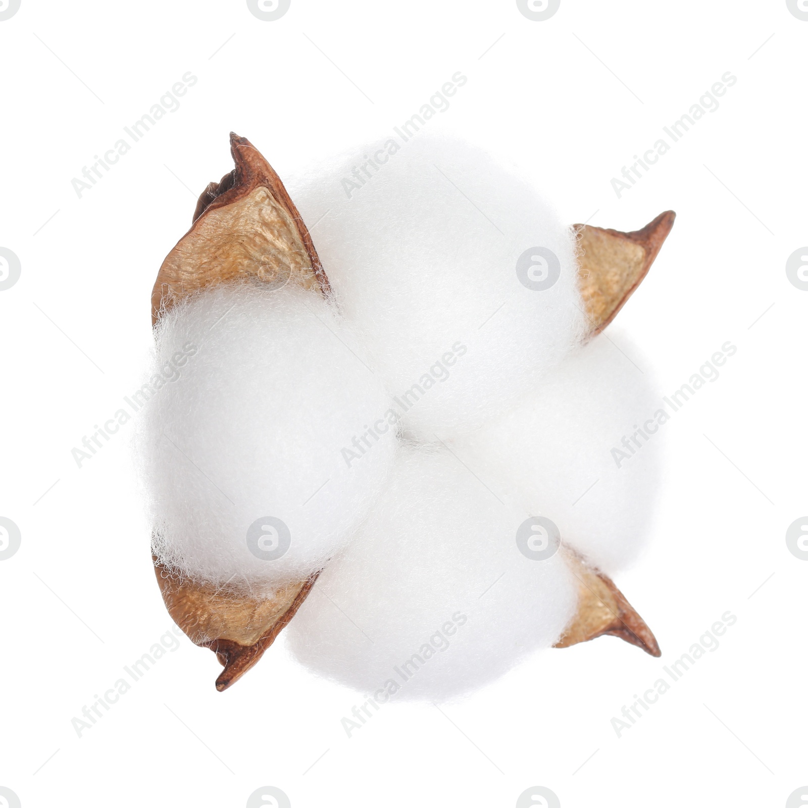 Photo of Beautiful fluffy cotton flower isolated on white