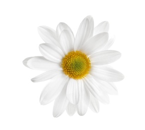 Beautiful and delicate chamomile flower on white background