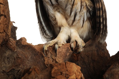 Beautiful eagle owl on tree against white background, closeup. Predatory bird
