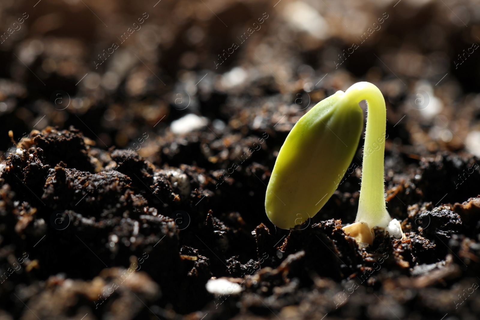 Photo of Little green seedling growing in soil, closeup. Space for text