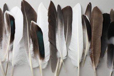 Photo of Many different bird feathers on white background, flat lay