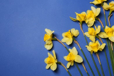 Photo of Beautiful yellow daffodils on blue background, flat lay. Space for text