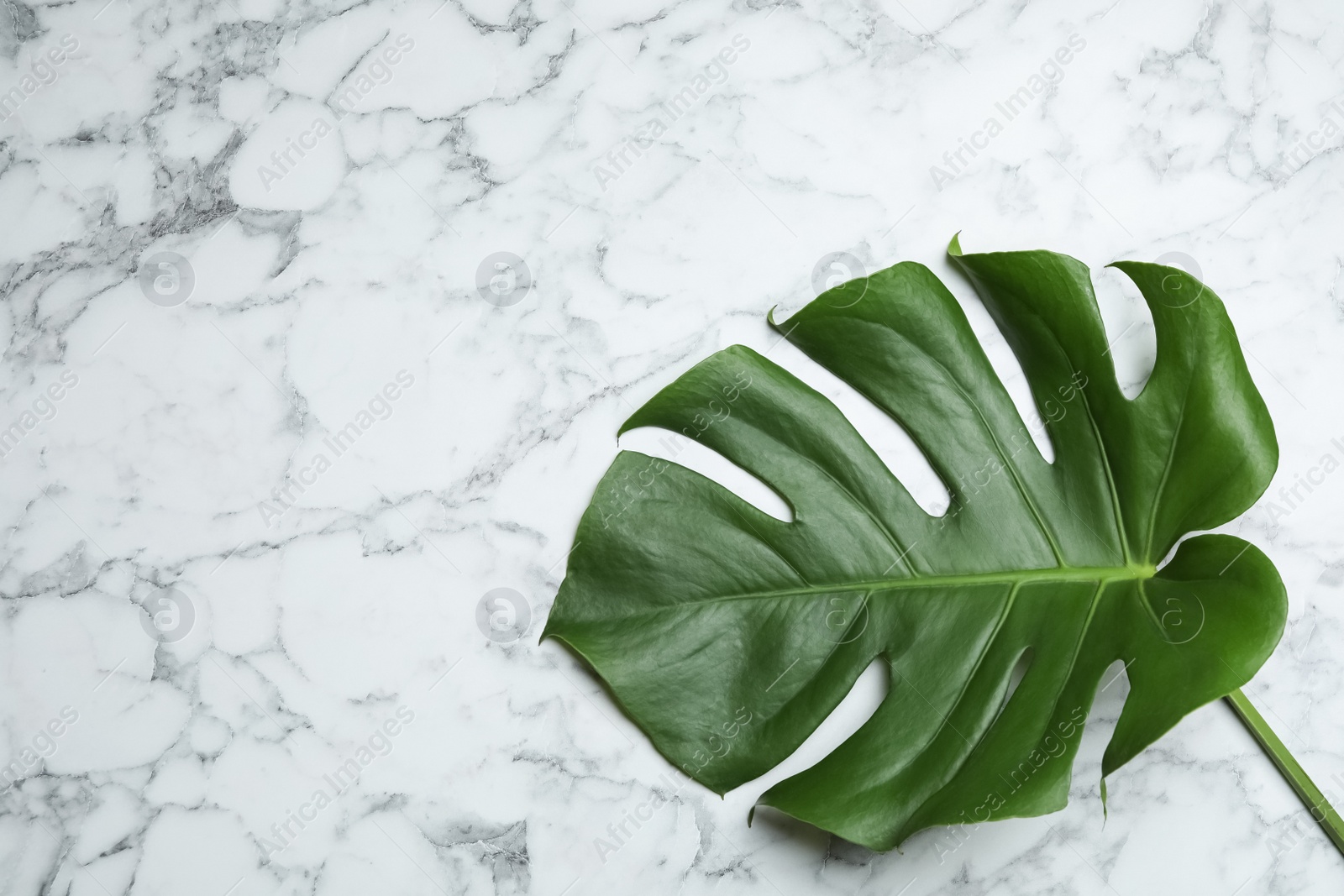 Photo of Leaf of tropical monstera plant on marble background, top view with space for text