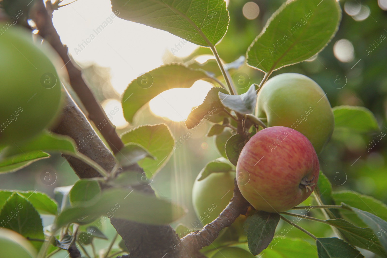 Photo of Ripe apples on tree branch in garden