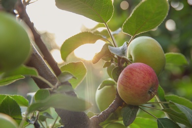 Ripe apples on tree branch in garden