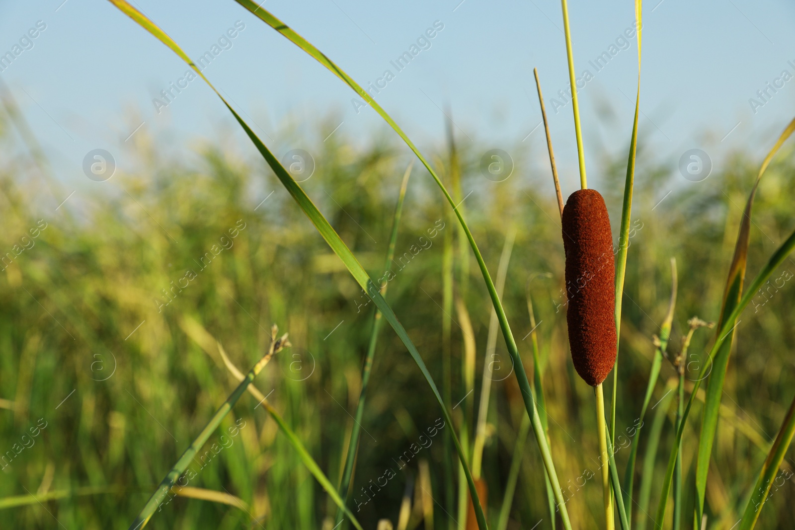 Photo of Beautiful reed with brown catkin outdoors on sunny day