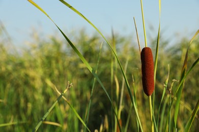 Photo of Beautiful reed with brown catkin outdoors on sunny day