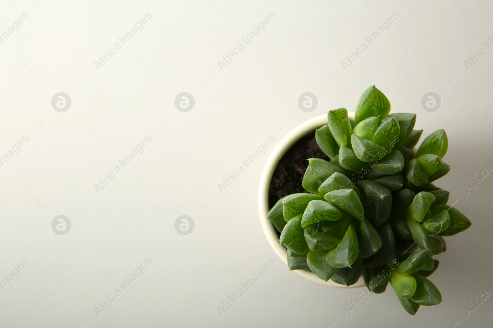 Photo of Beautiful potted echeveria on white background, top view with space for text. Succulent plant