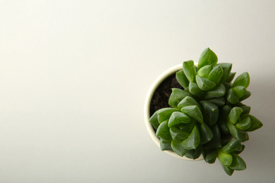 Beautiful potted echeveria on white background, top view with space for text. Succulent plant