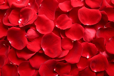 Fresh red rose petals as background, top view