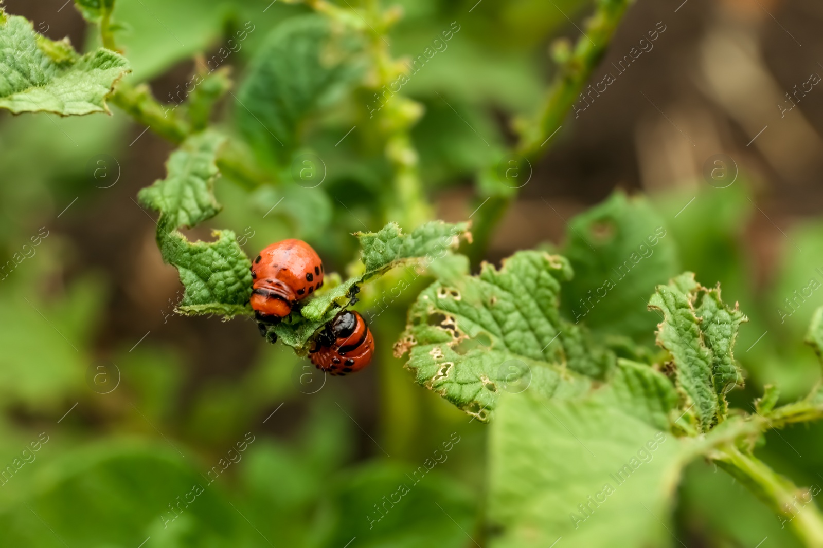 Photo of Larvae of colorado beetles on potato plant outdoors, closeup