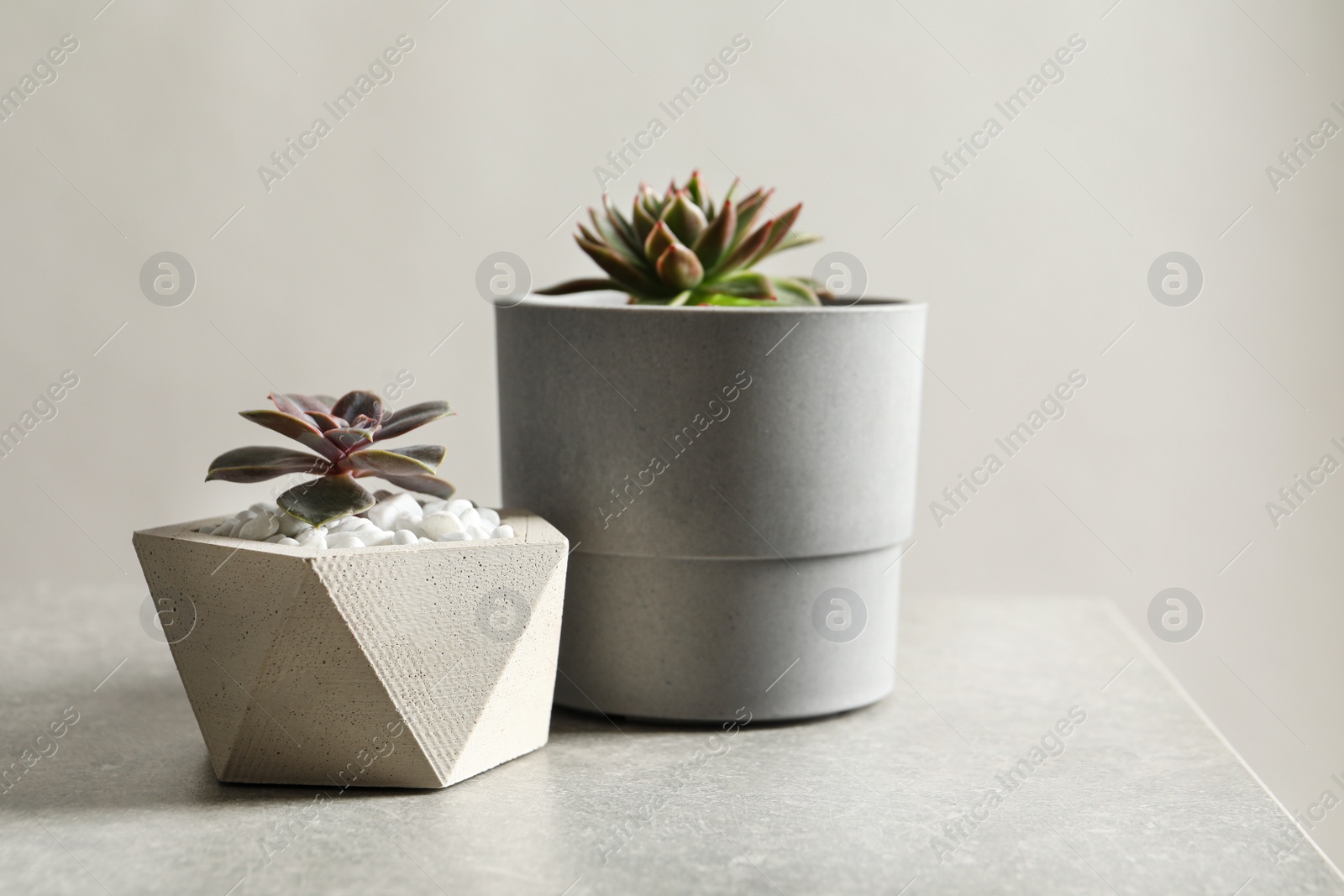 Photo of Beautiful succulent plants in stylish flowerpots on table against light background, space for text. Home decor