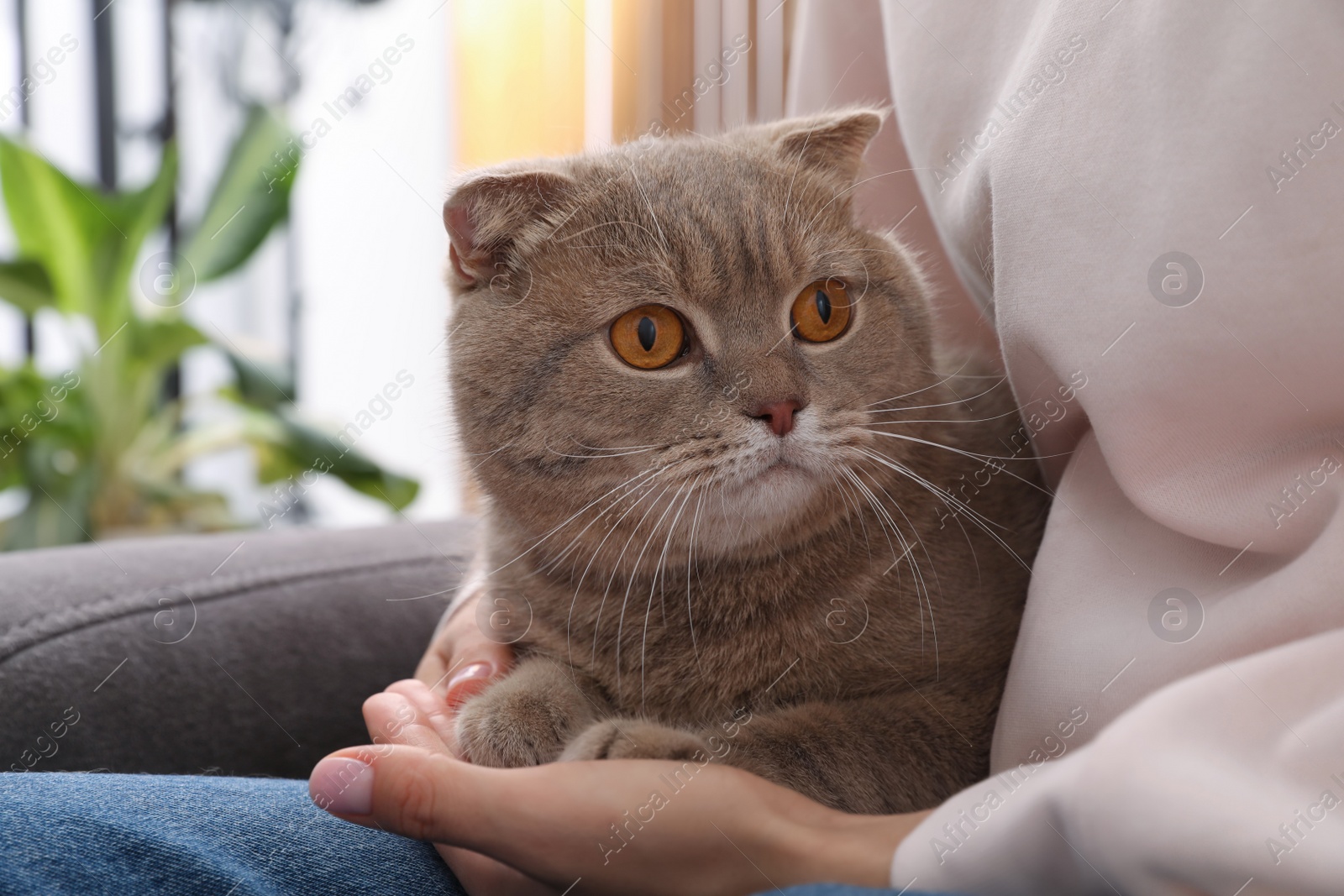Photo of Woman with her adorable cat on sofa at home, closeup