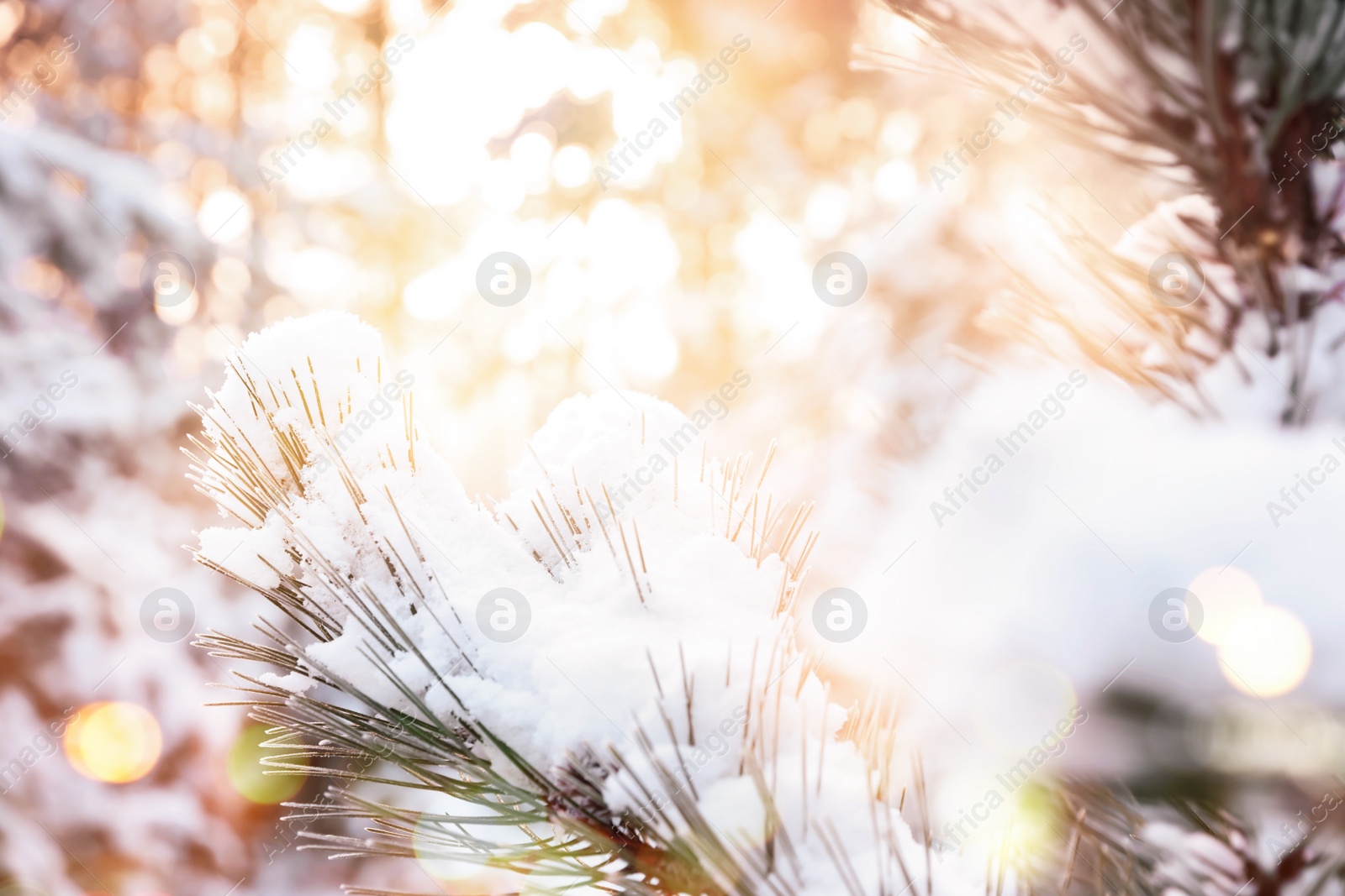 Image of Beautiful conifer tree branch covered with snow on sunny day, closeup 