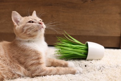 Photo of Cute ginger cat near overturned houseplant on carpet at home