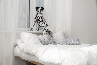 Adorable Dalmatian dog looking out window in bedroom