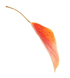 Photo of Beautiful autumn leaf on white background. Fall foliage