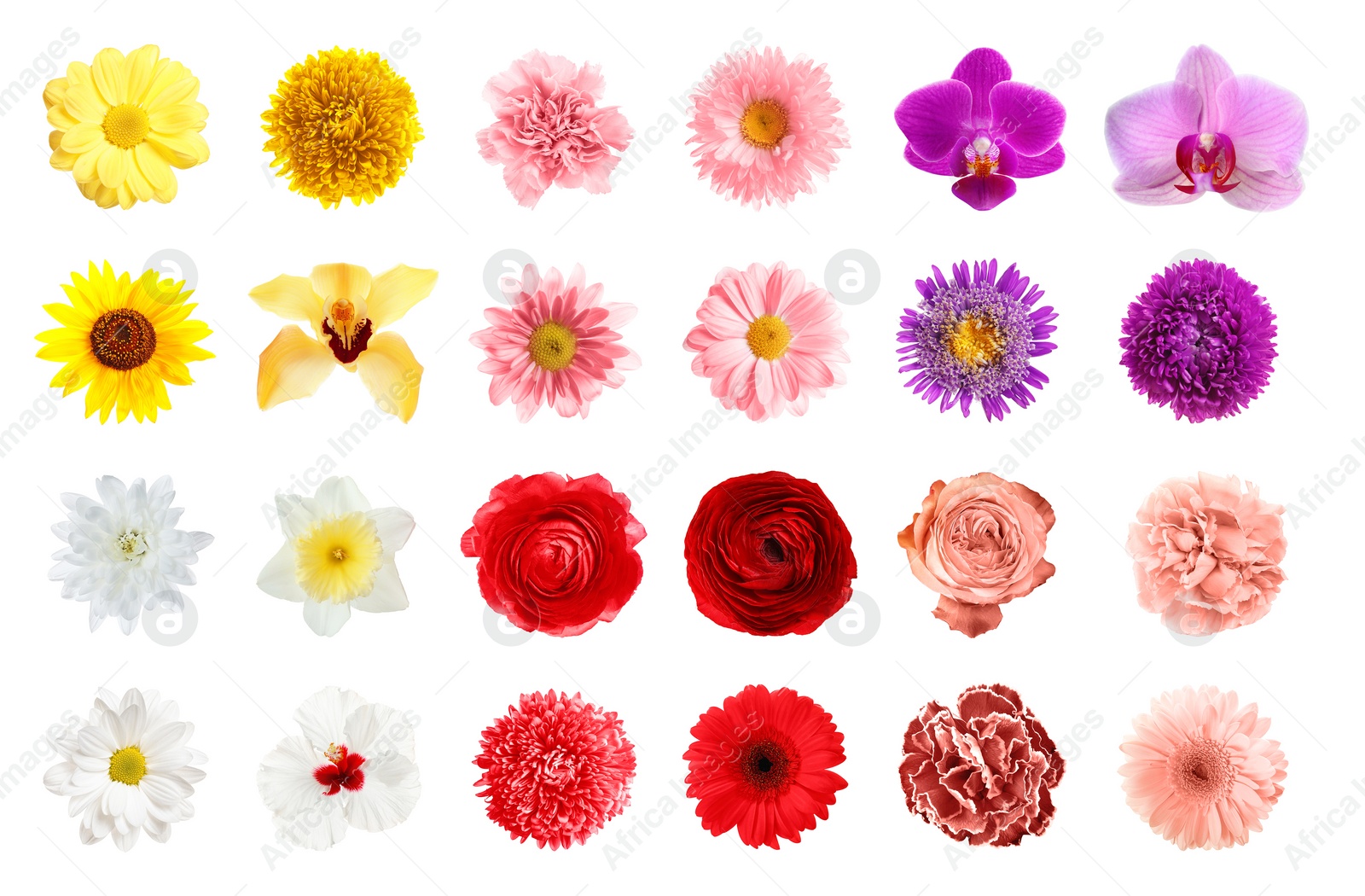 Image of Set of different beautiful flowers on white background