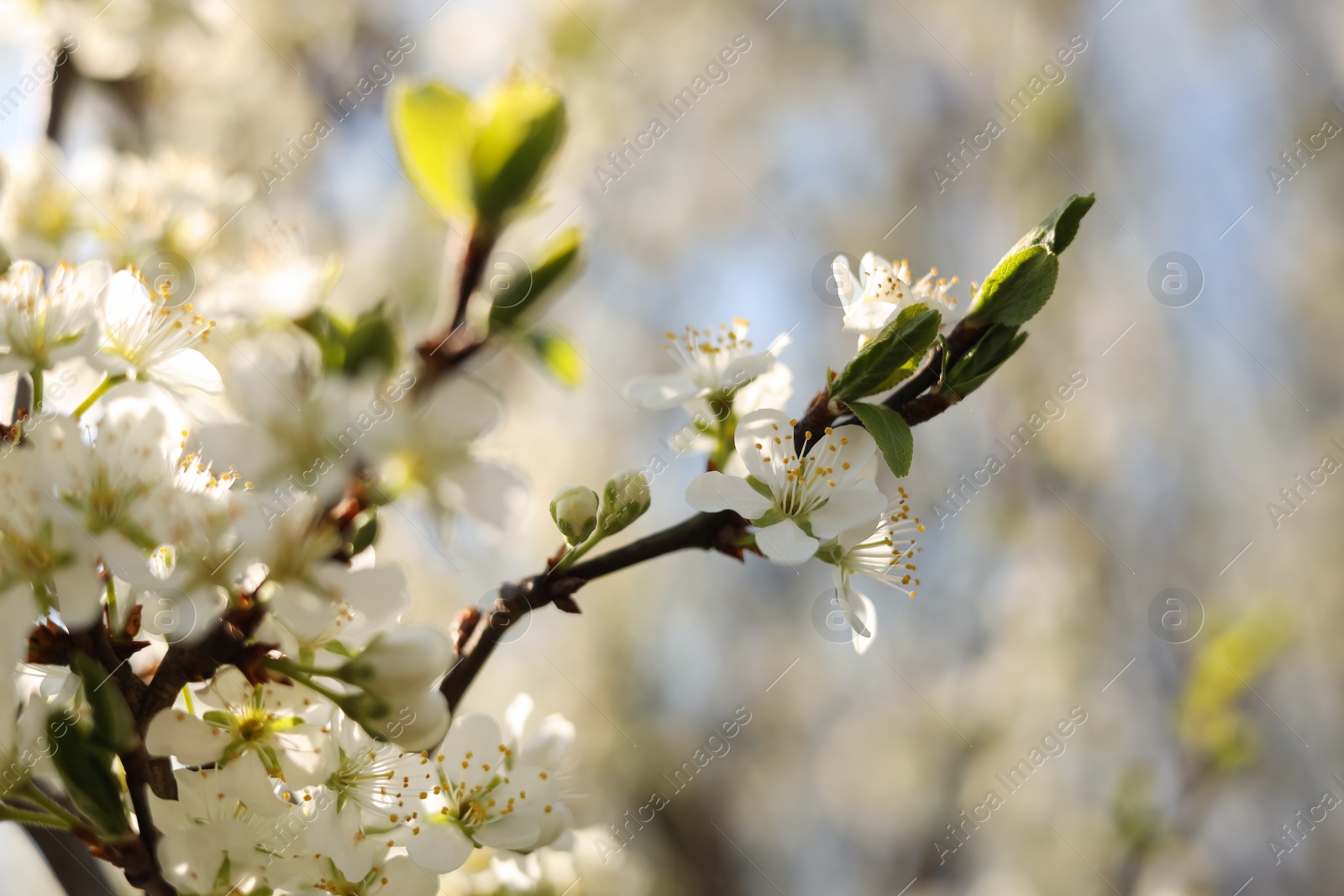 Photo of Beautiful apricot tree branch with tender flowers outdoors, closeup. Awesome spring blossoms