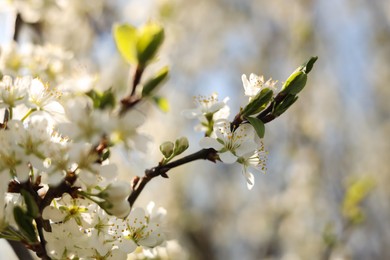 Beautiful apricot tree branch with tender flowers outdoors, closeup. Awesome spring blossoms