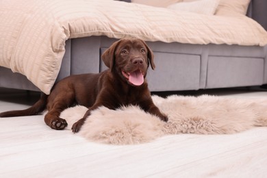 Photo of Cute chocolate Labrador Retriever puppy on fluffy rug at home. Lovely pet