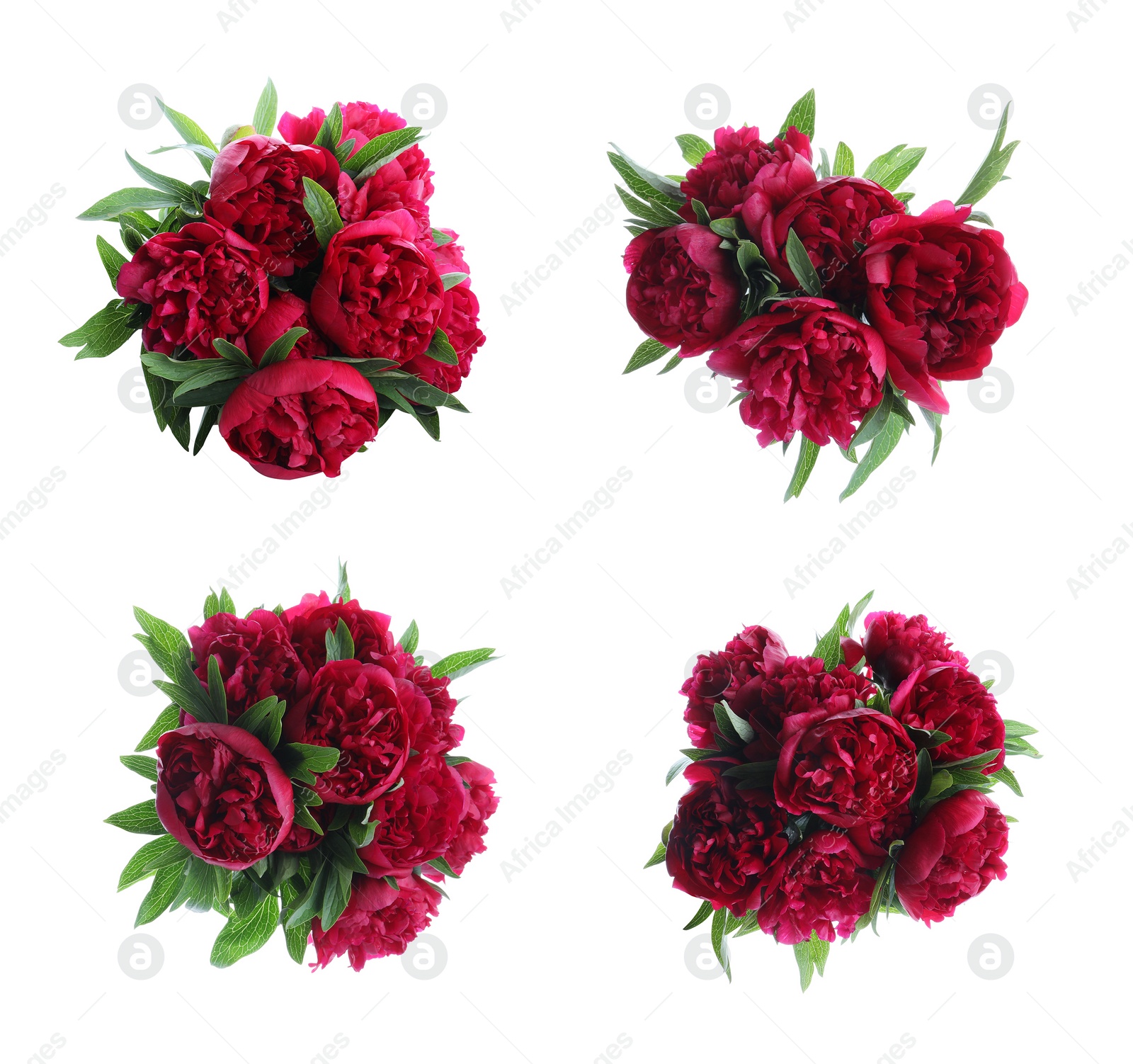 Image of Set of beautiful peonies on white background. Bright bouquets