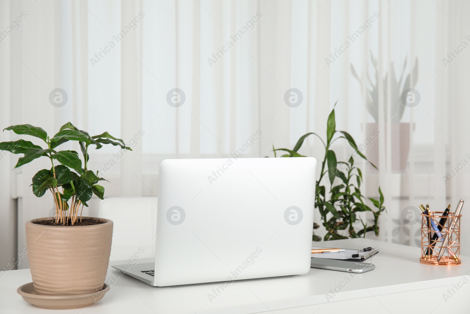 Photo of Houseplants and laptop on table in office interior, space for text