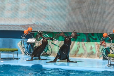 Photo of Cute sea lions showing tricks near pool at marine mammal park