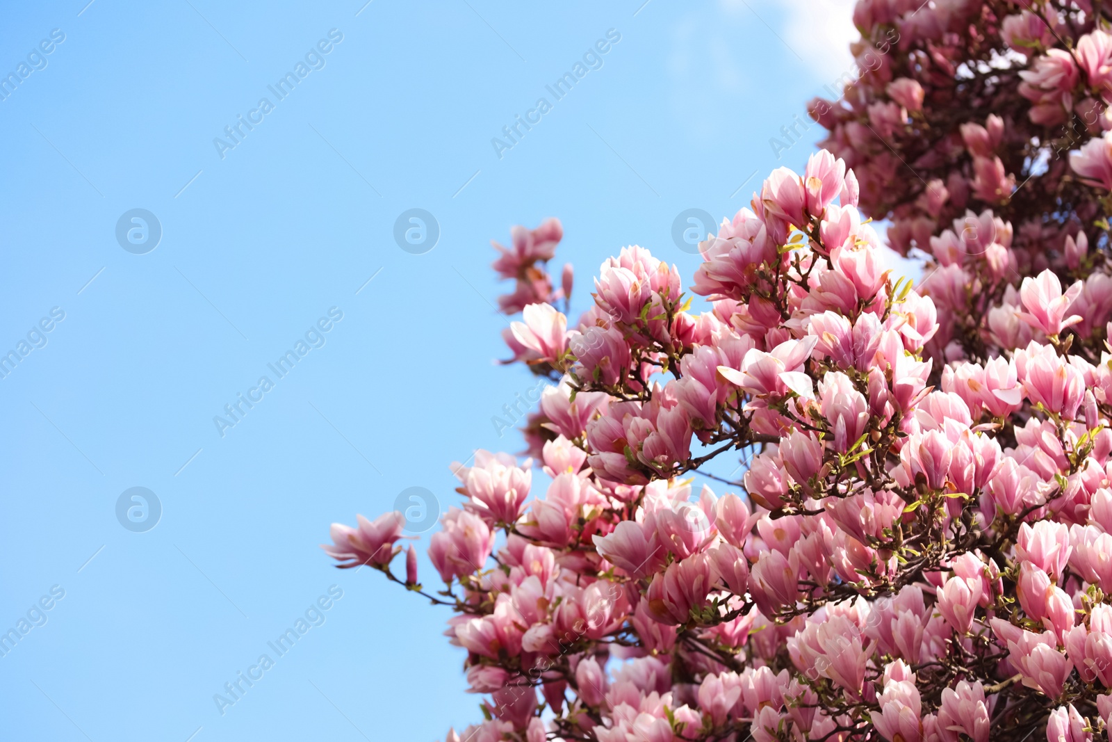 Photo of Beautiful magnolia tree with pink blossom outdoors. Spring season