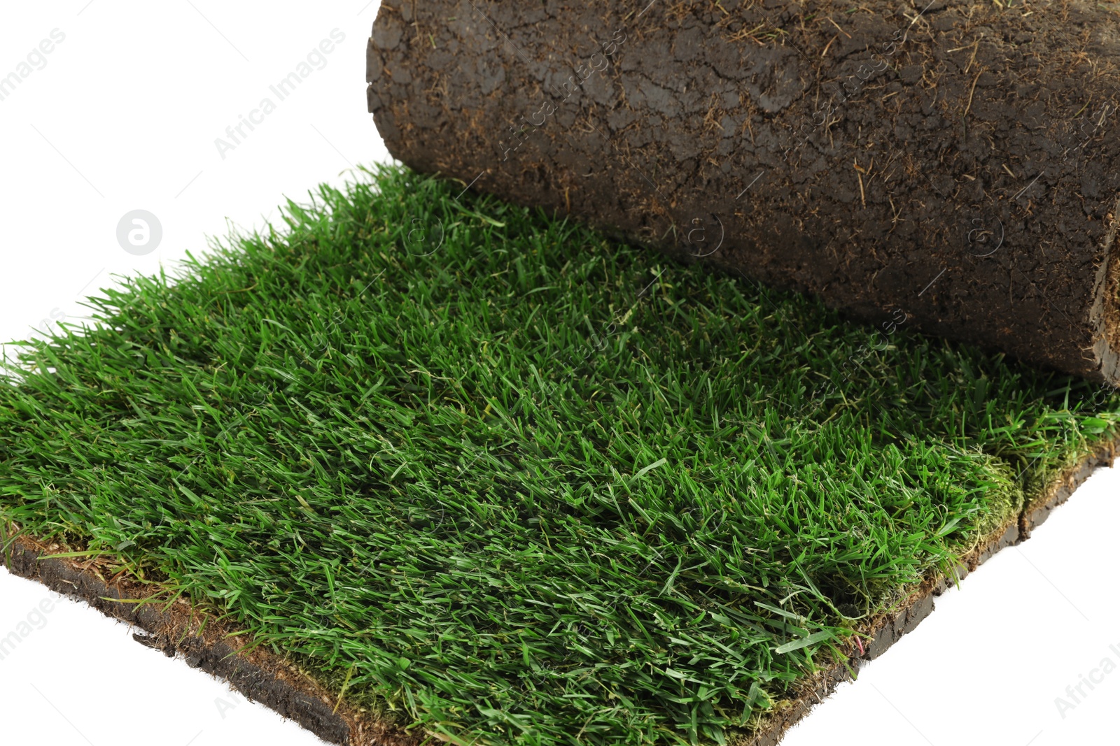 Photo of Rolled sod with grass on white background, closeup