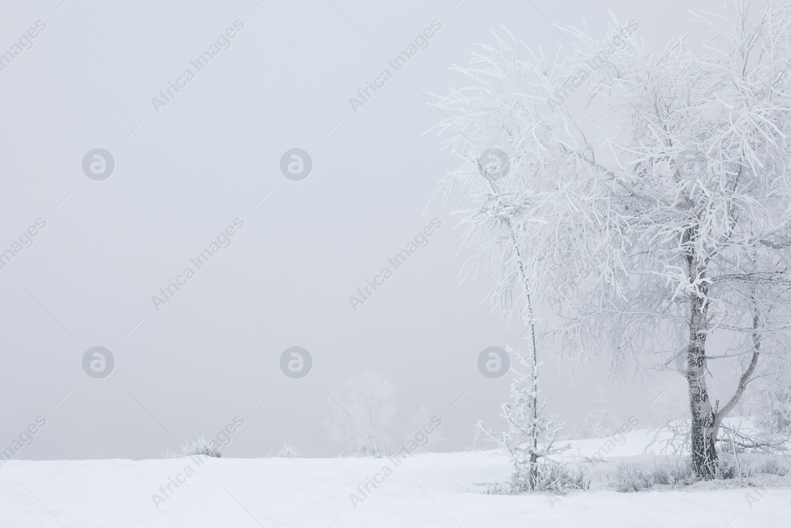 Photo of Beautiful view of trees covered with snow on winter day. Space for text