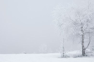 Beautiful view of trees covered with snow on winter day. Space for text