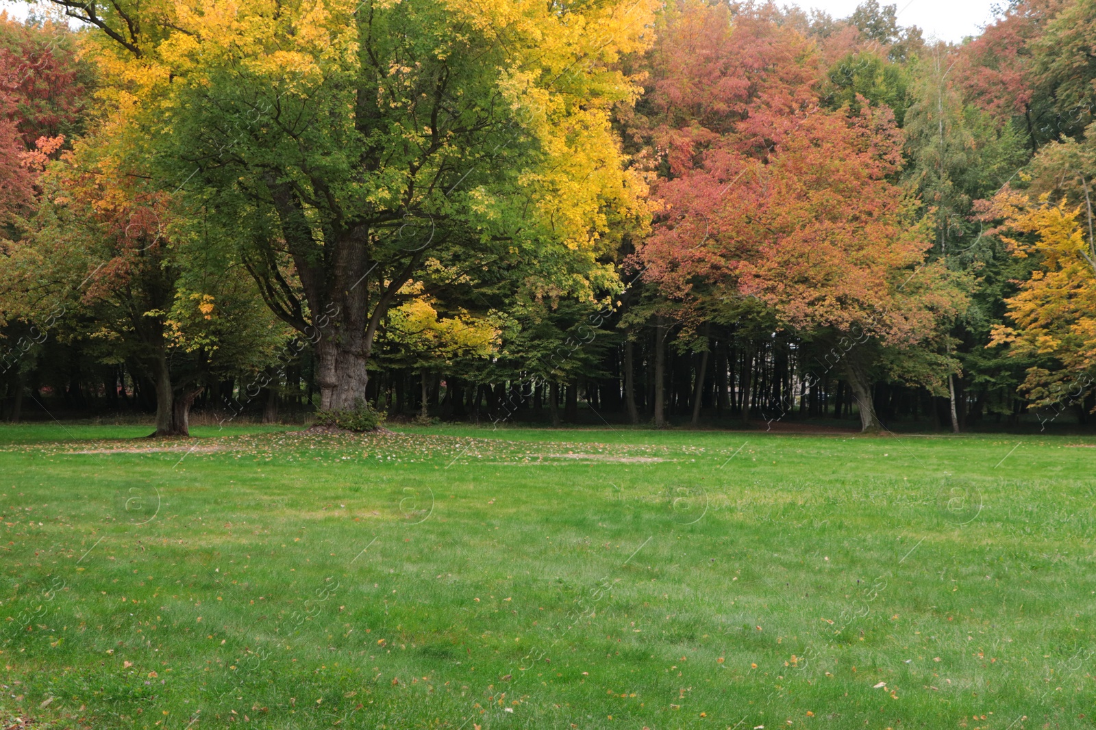 Photo of Beautiful view of green public city park on autumn day