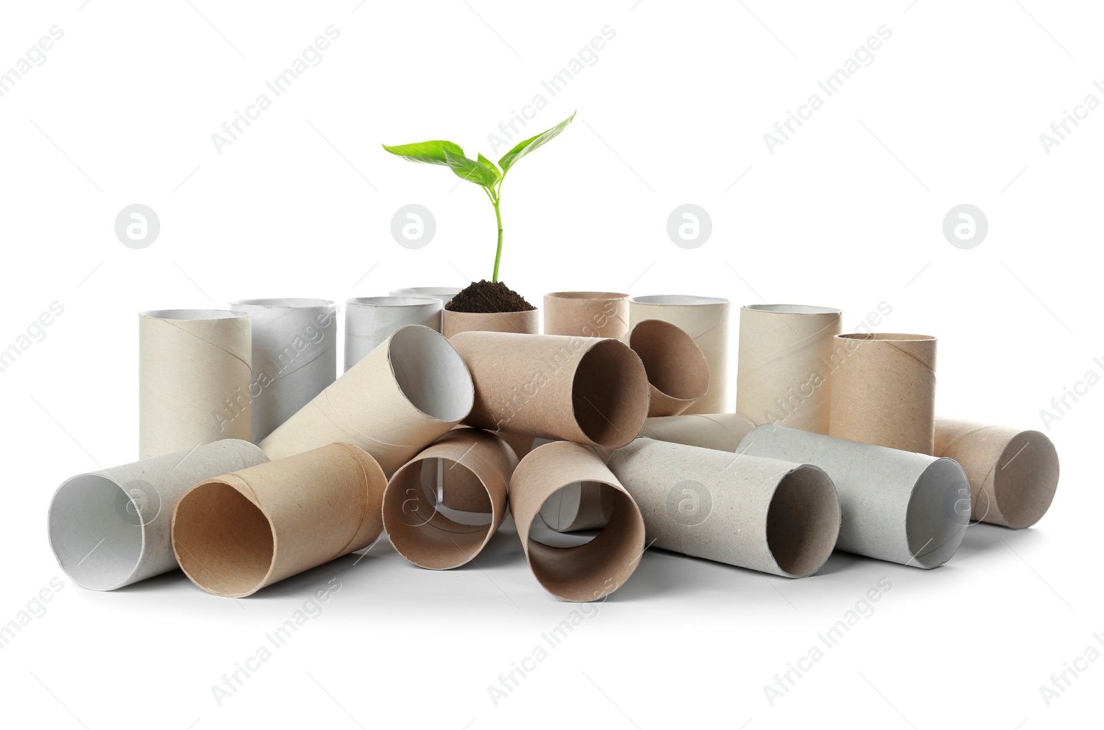 Image of Empty toilet paper rolls and plant on white background